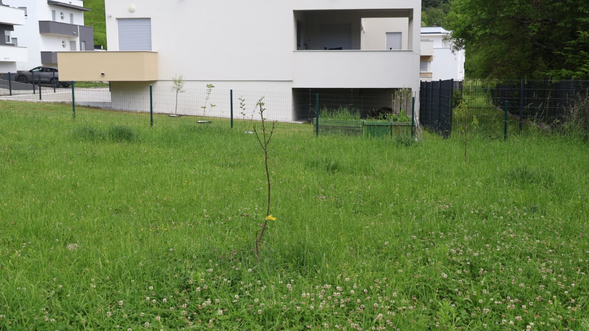 Dvorište s travnjakom, mladim drvetom i pogledom na moderne kuće.